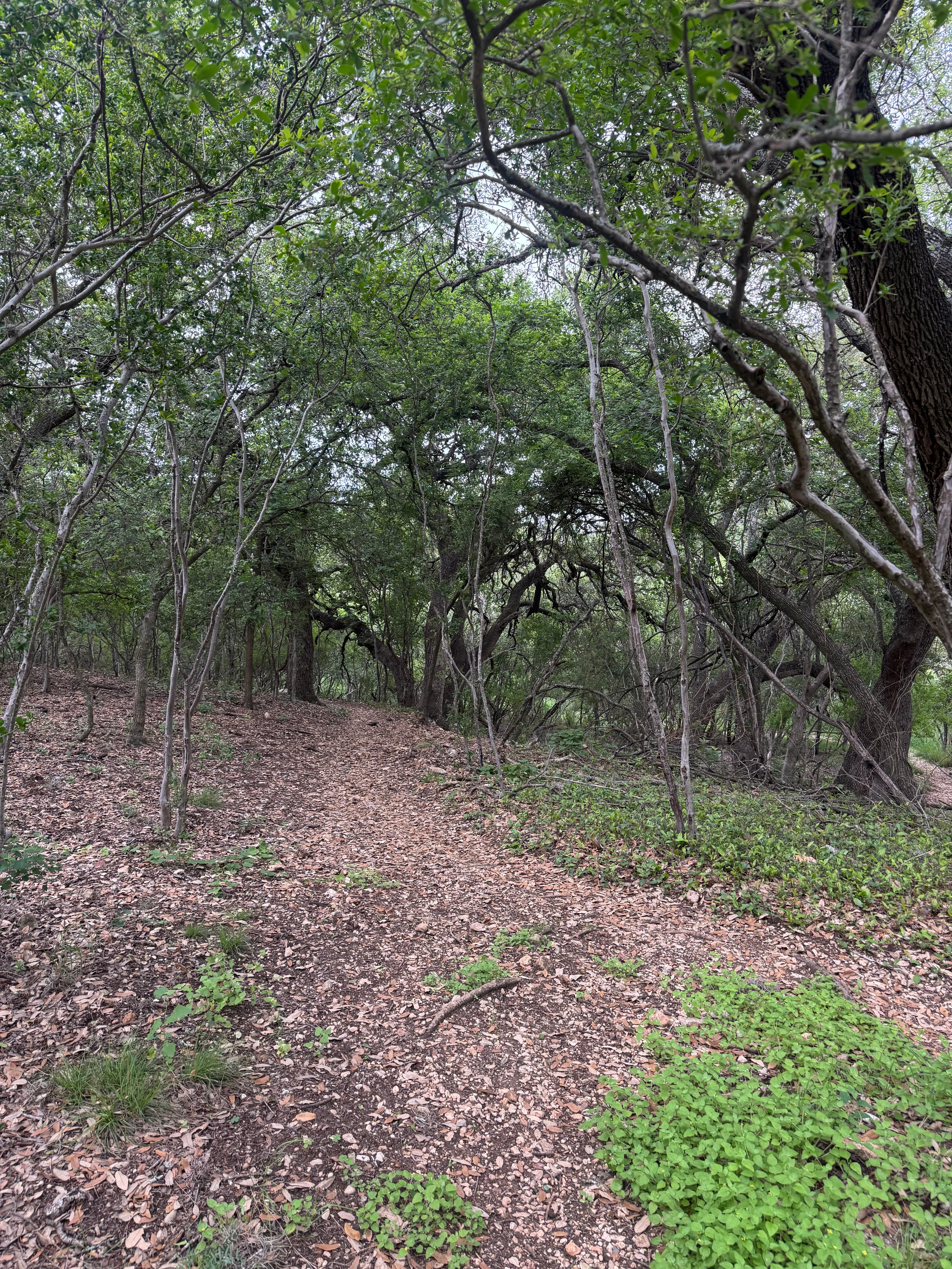 McAllister Park photo 6