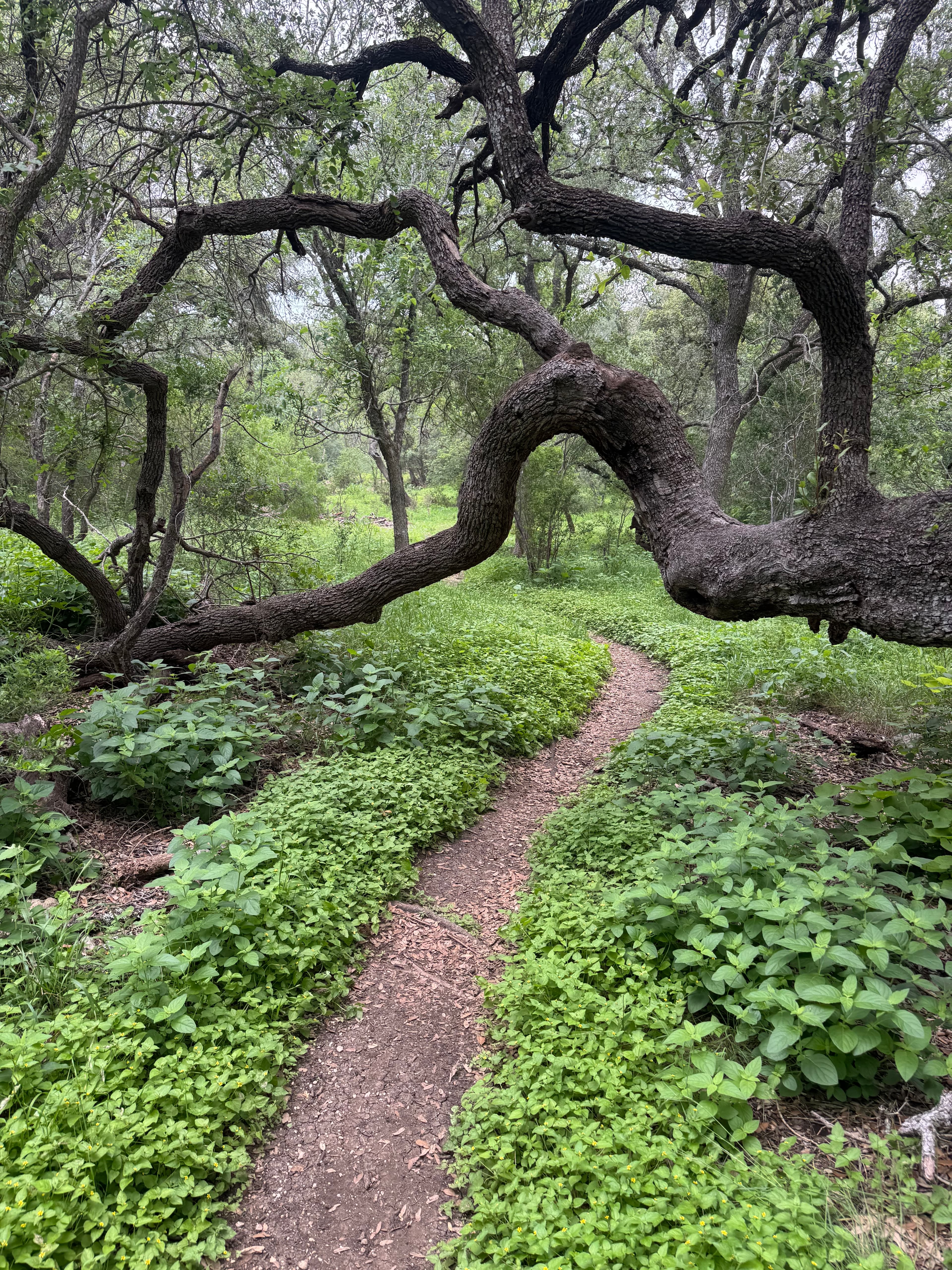 McAllister Park photo 2