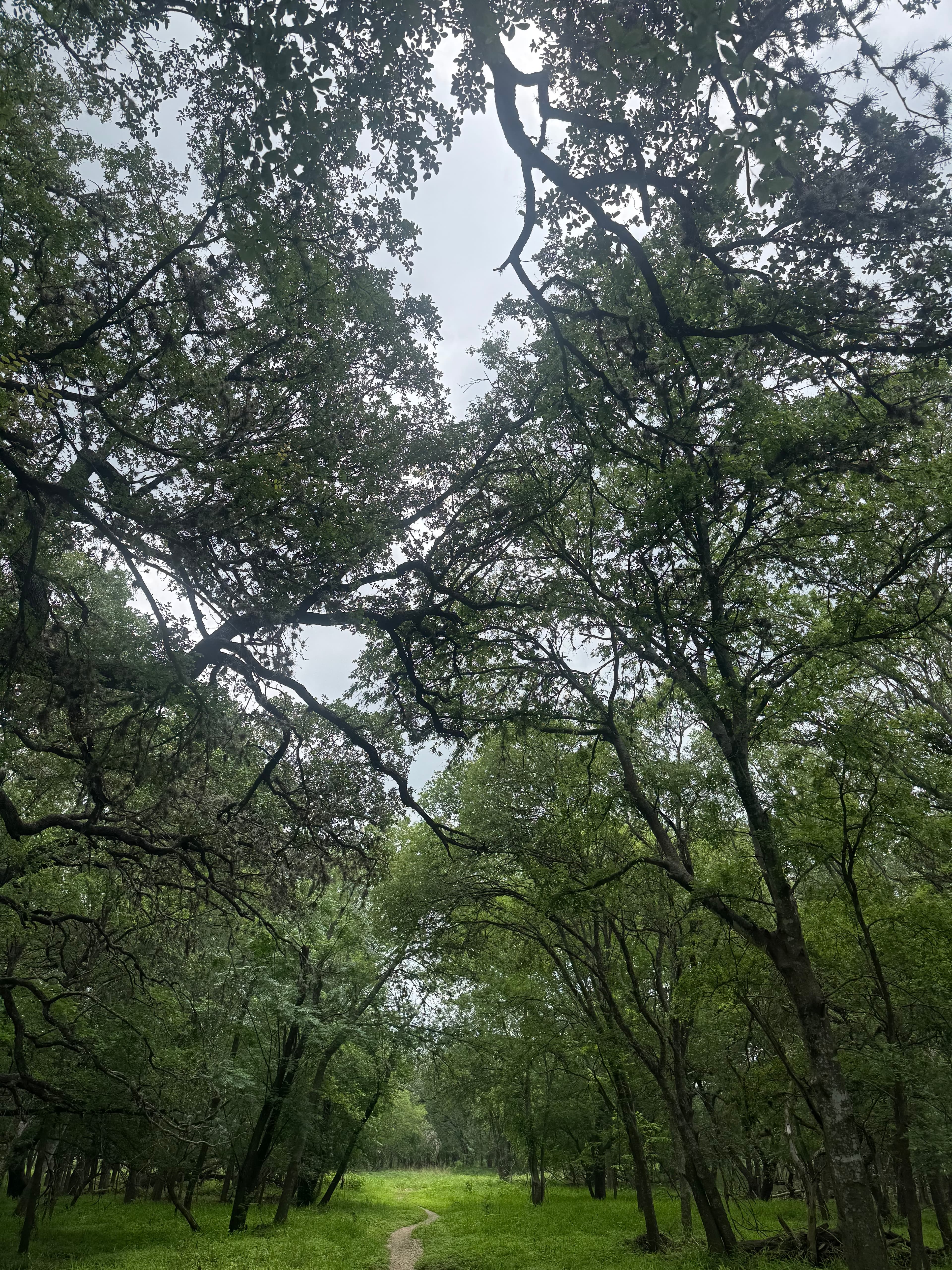 McAllister Park photo 5