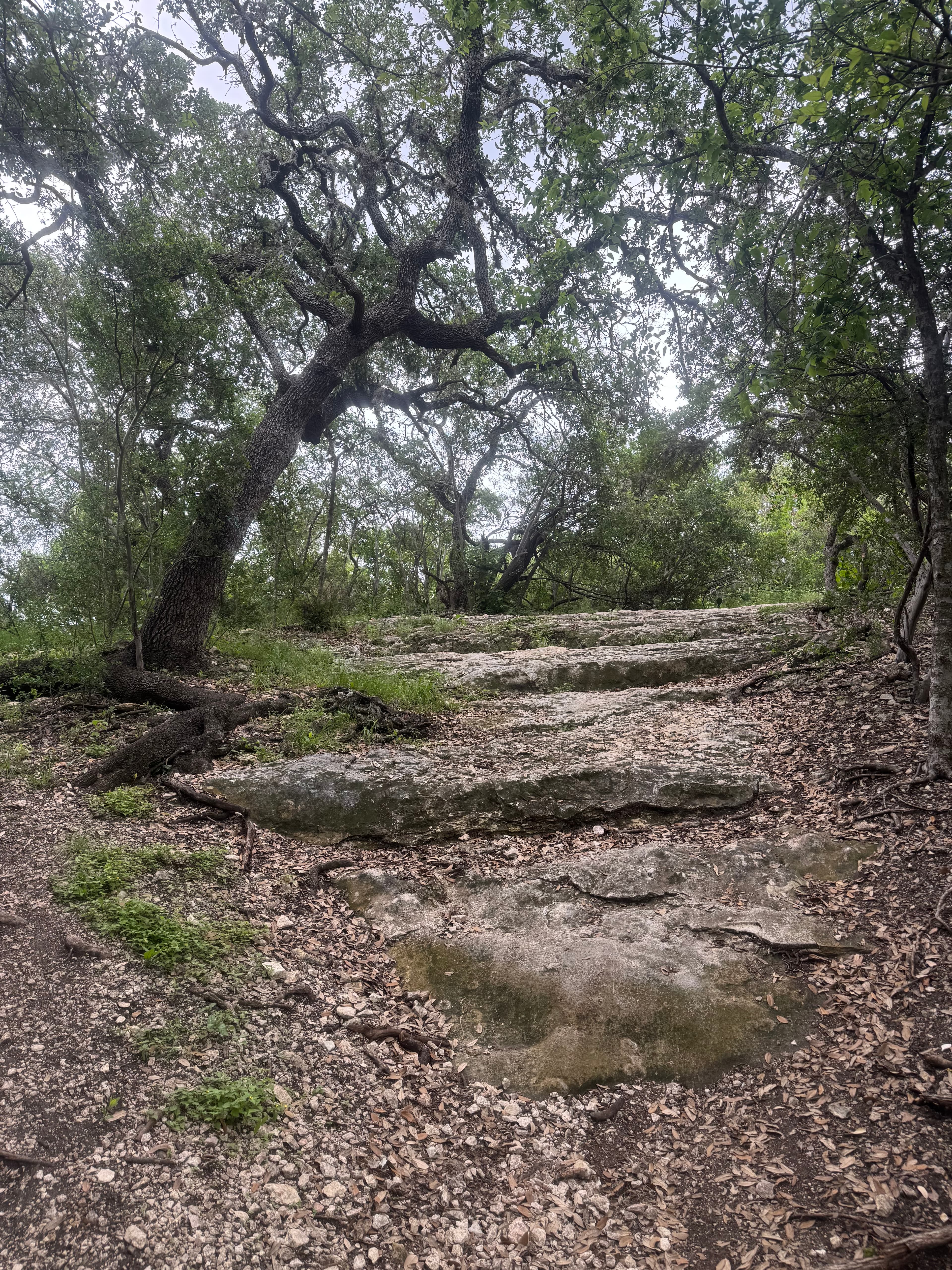 McAllister Park photo 8