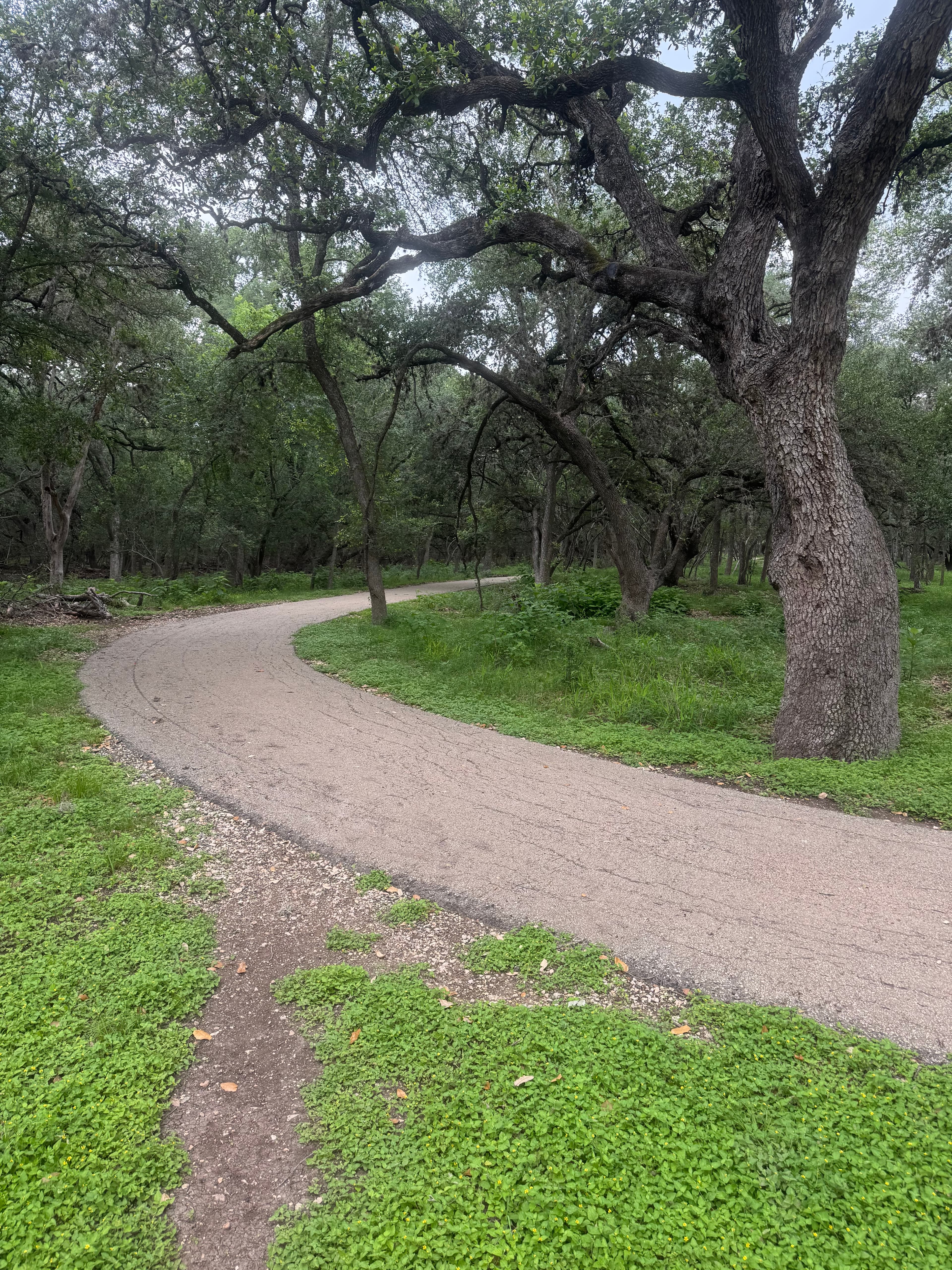 McAllister Park photo 4